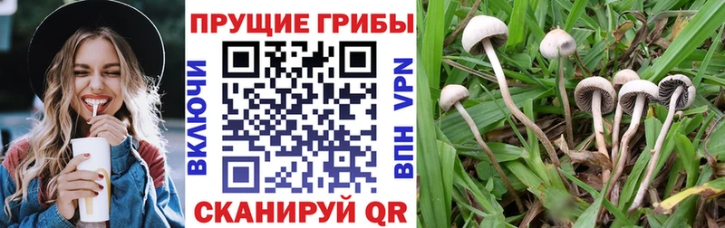 купить  сайты  Куровское  Псилоцибиновые грибы GOLDEN TEACHER 